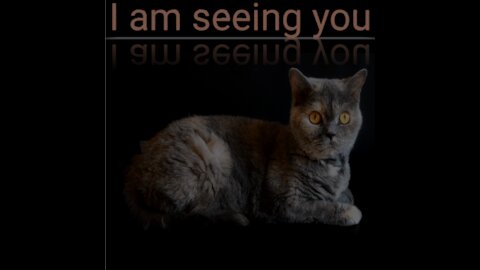 I am seeing you
