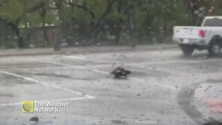 When it rains, the world is this beaver's playground