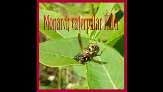 wasp eat Monarch caterpillar. one reason why you should keep them safe in a caterpillar house.