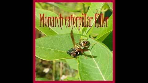 wasp eat Monarch caterpillar. one reason why you should keep them safe in a caterpillar house.