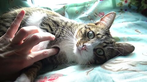 I Purr when I Get Pets