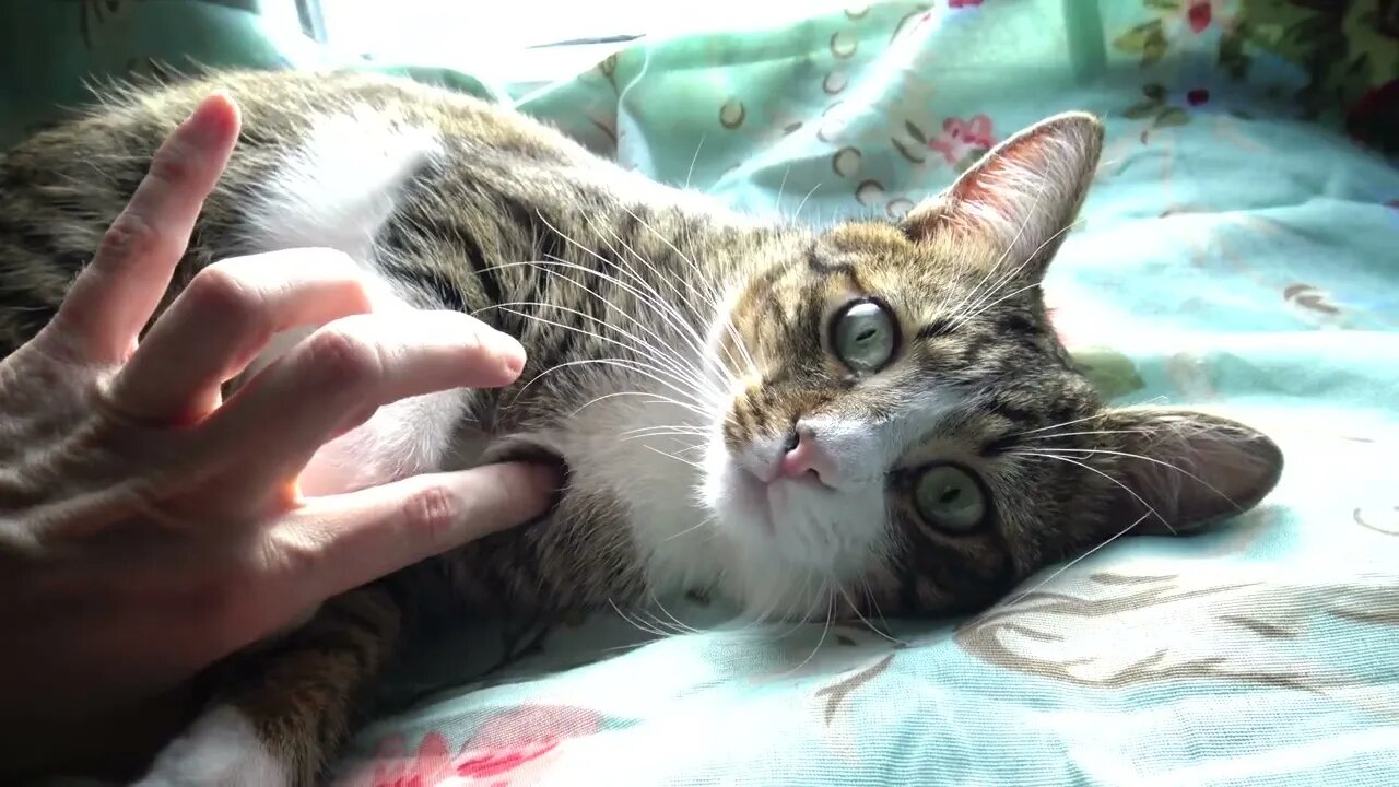 I Purr when I Get Pets
