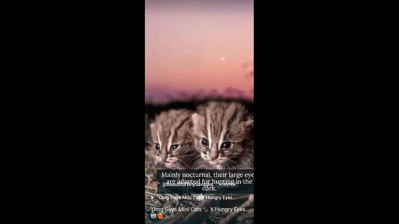 "Adorable Mini Cats X Hungry Eyes Full Video β€οΈβπ₯πΈπΎπ«πΆπΌ Come See