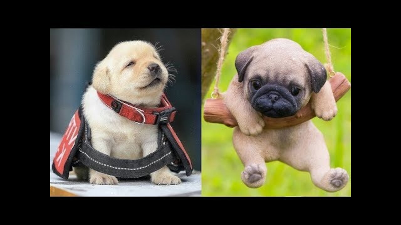 🤣 Funniest 🐶 Dogs TikTOK