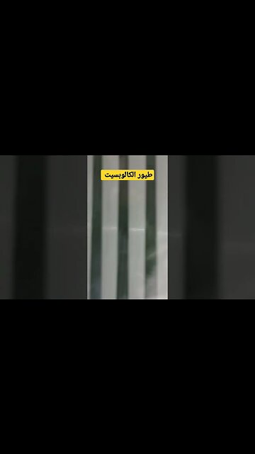 فراخ طيور الكالوبسيت