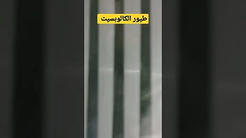 فراخ طيور الكالوبسيت