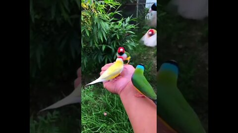 Passarinhos Coloridos na Mão #shorts