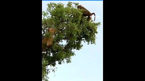 Lion catching the monkey