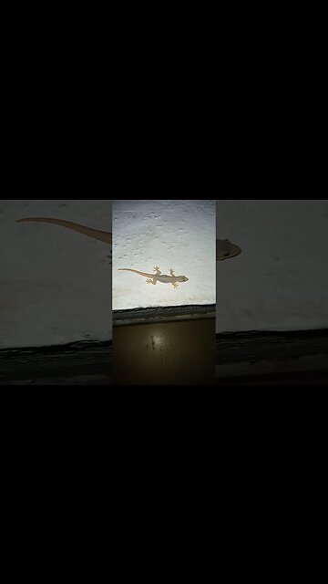 Gecko on the move during night time.