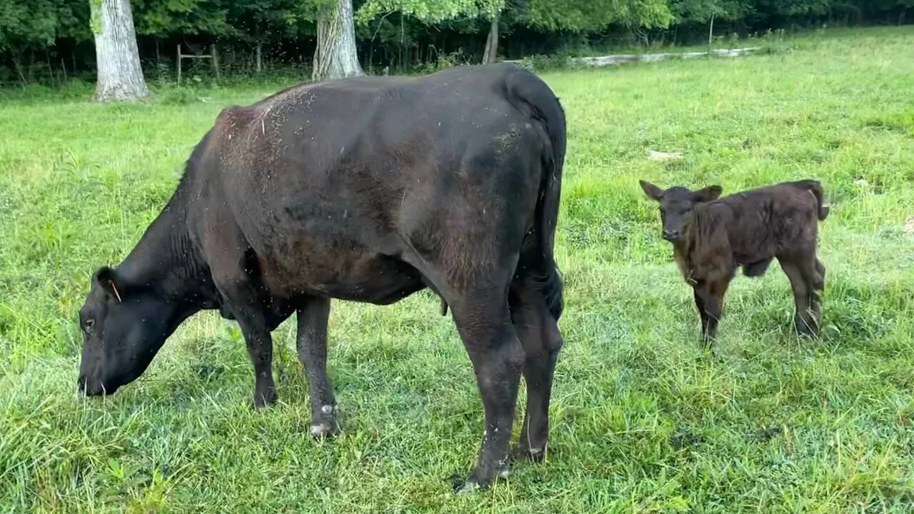 A surprise calf and the battle with the bull continues!!!