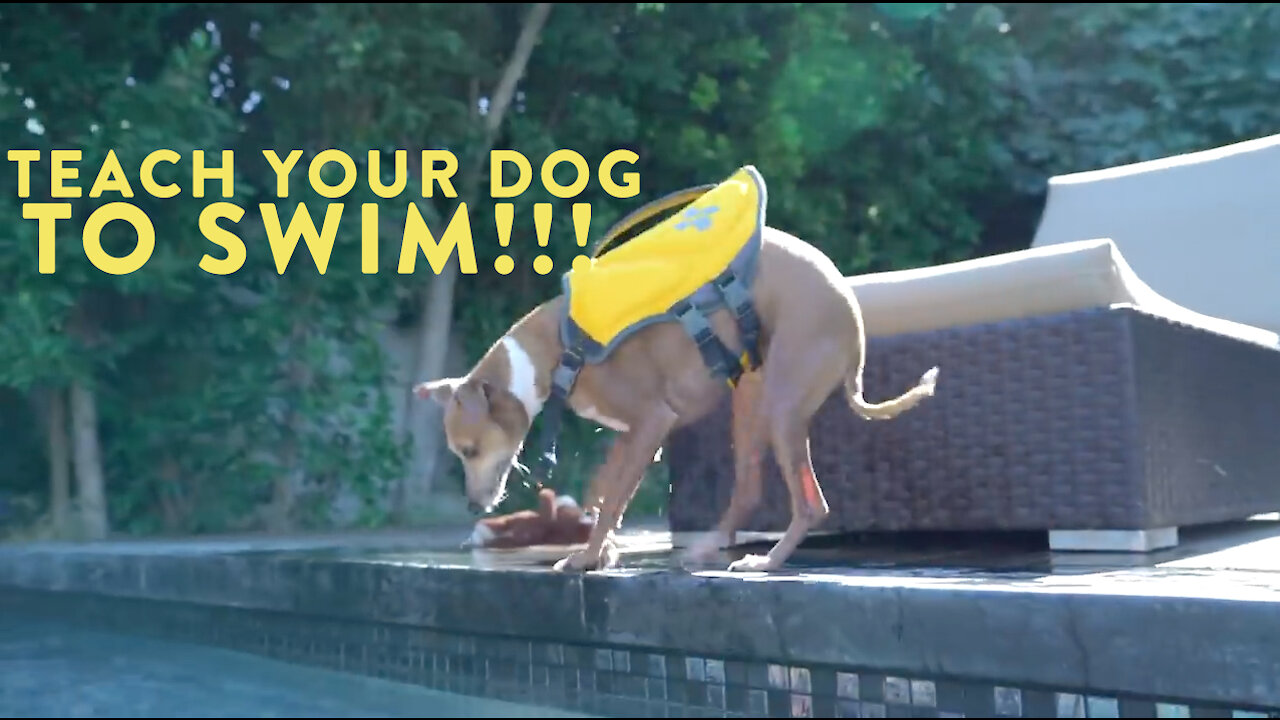 Teach your dog to SWIM!!!