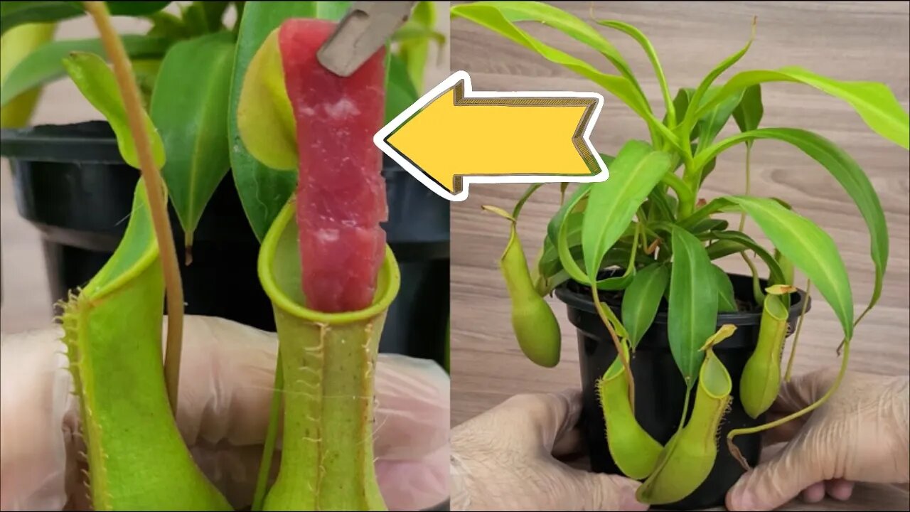 Dei CARNE para Minha PLANTA CARNÍVORA