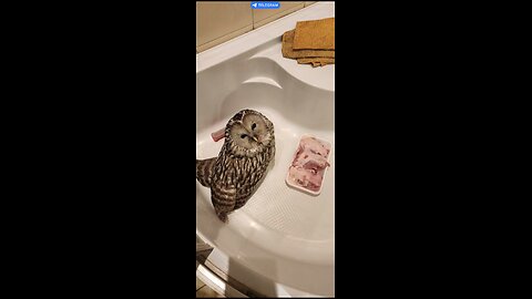 Owl in need of help