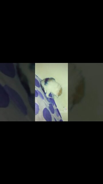 #kittens #cutecat #catlover #forsale #meow