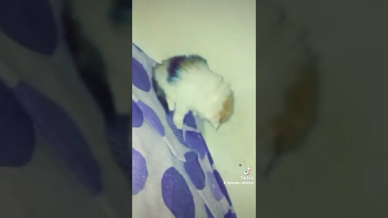 #kittens #cutecat #catlover #forsale #meow