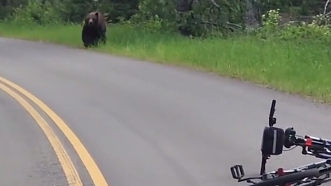 Mountain bikers have scary encounter with a grizzly bear