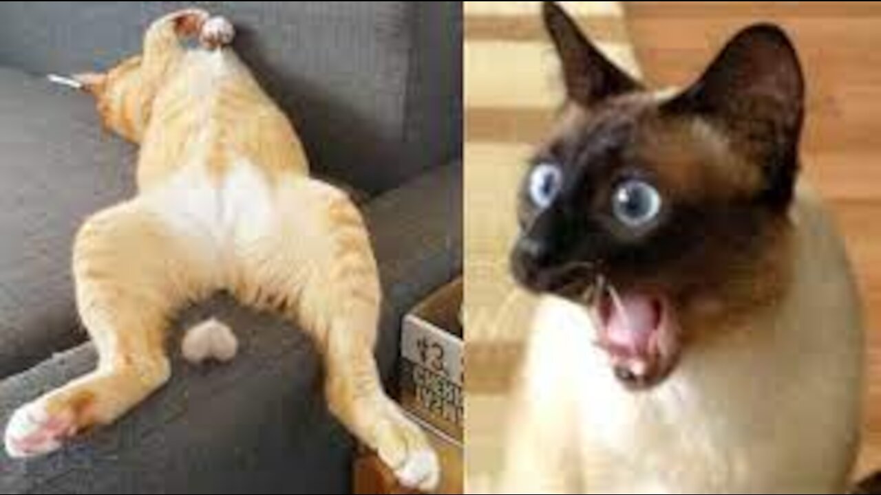 Funniest Animals Best Of The 2021 Funny Animal Videos new