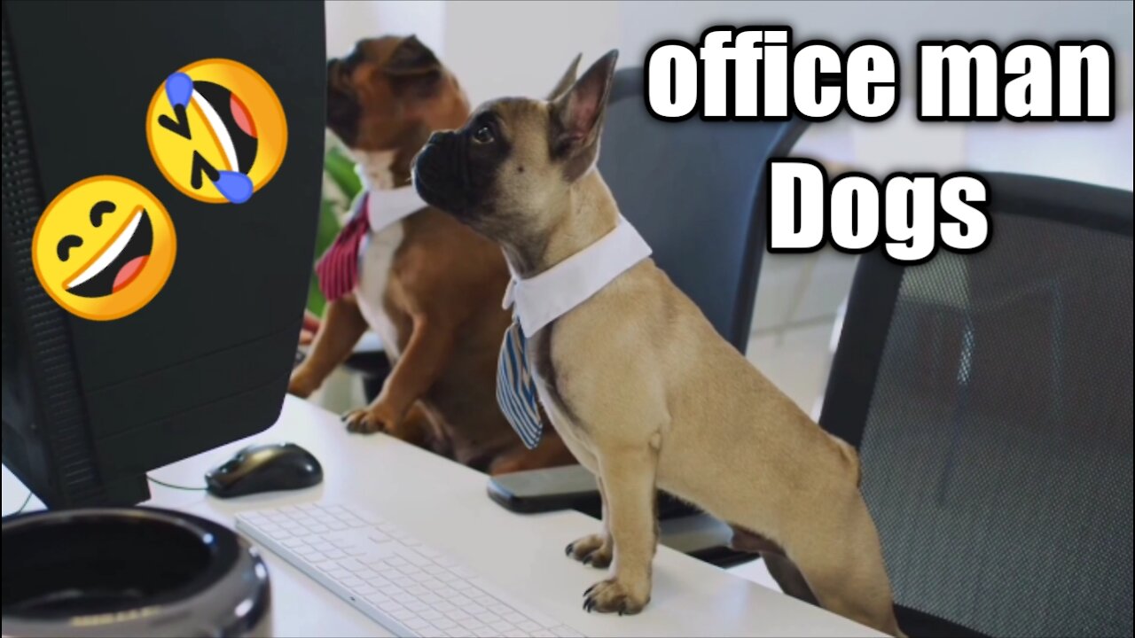 Must Funny Office employees dogs, Try not to laugh😂🤣