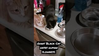 Giant Black Cat hates human slowness.