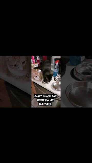 Giant Black Cat hates human slowness.