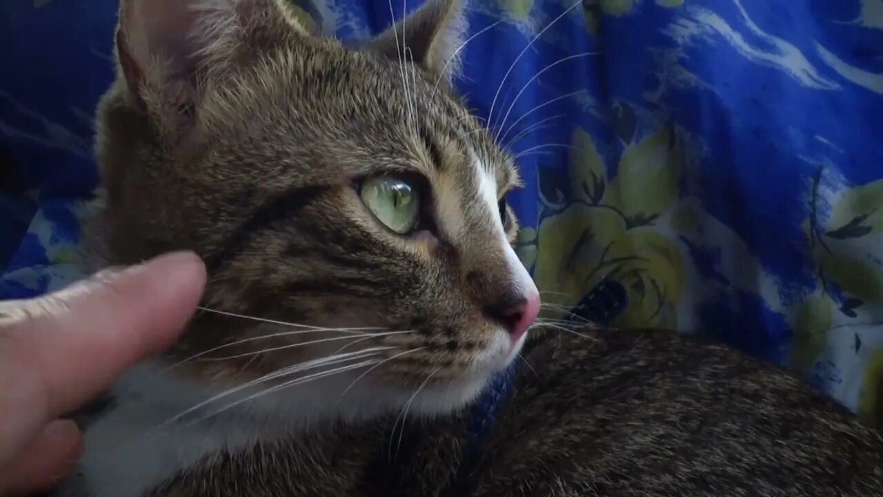 Small Cat Sits on Picnic Blanket and Looks a Tourists