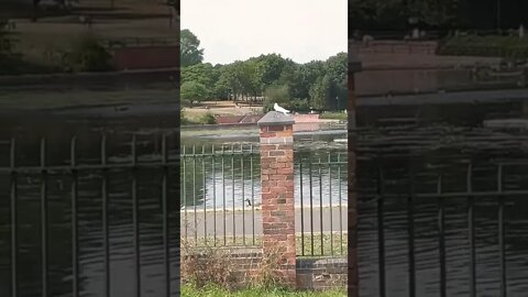 birds