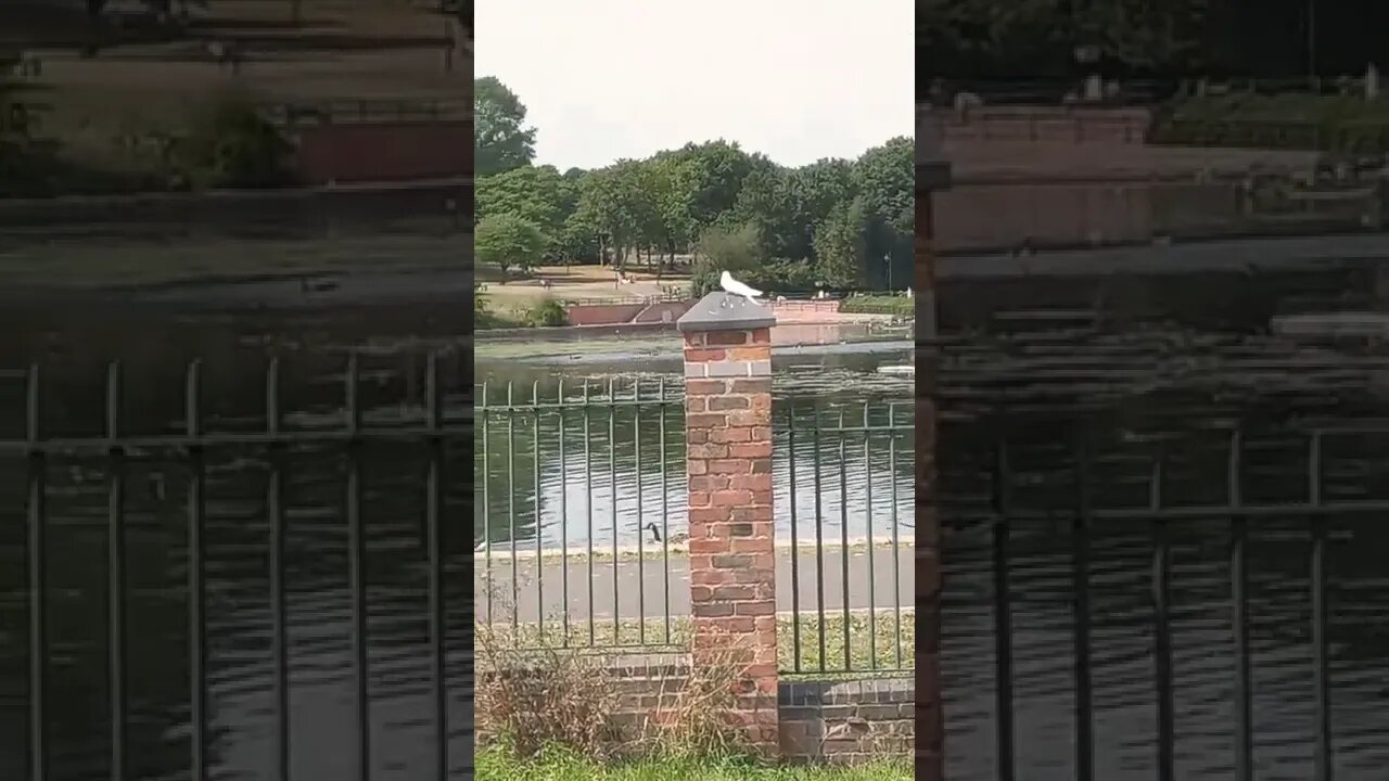 birds