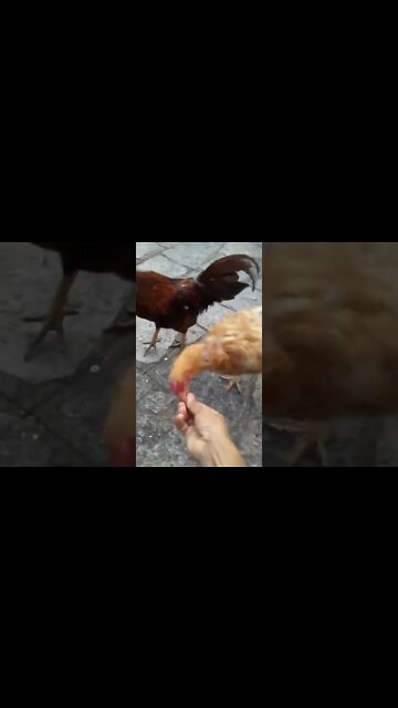 MOTOQUEIROS DA MOTOCIATA DO PRESIDENTE "MINTO" COMBUSTÍVEL AUMENTOU! REJEITARAM INTERVENÇÃO/SE DAN€M