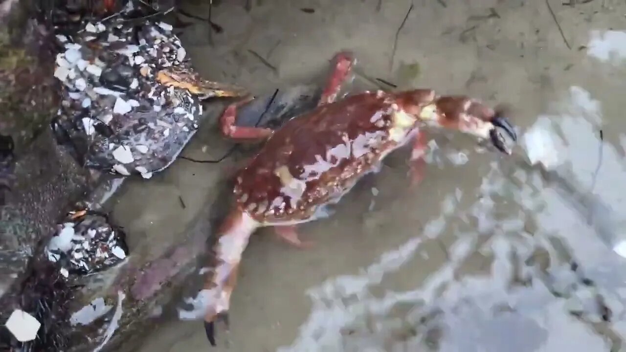 Angry crabs 🦀 tide pools fighting 8