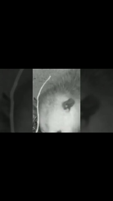 Adorable Opossum Eating 😻