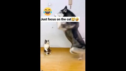 Just focus on the cat 😂😂