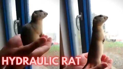 Hydraulic Rat up and down