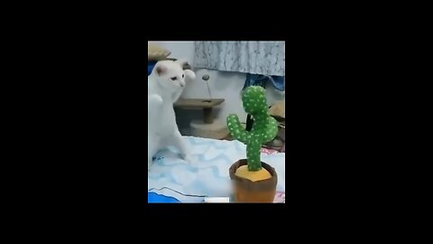 Cat funny video