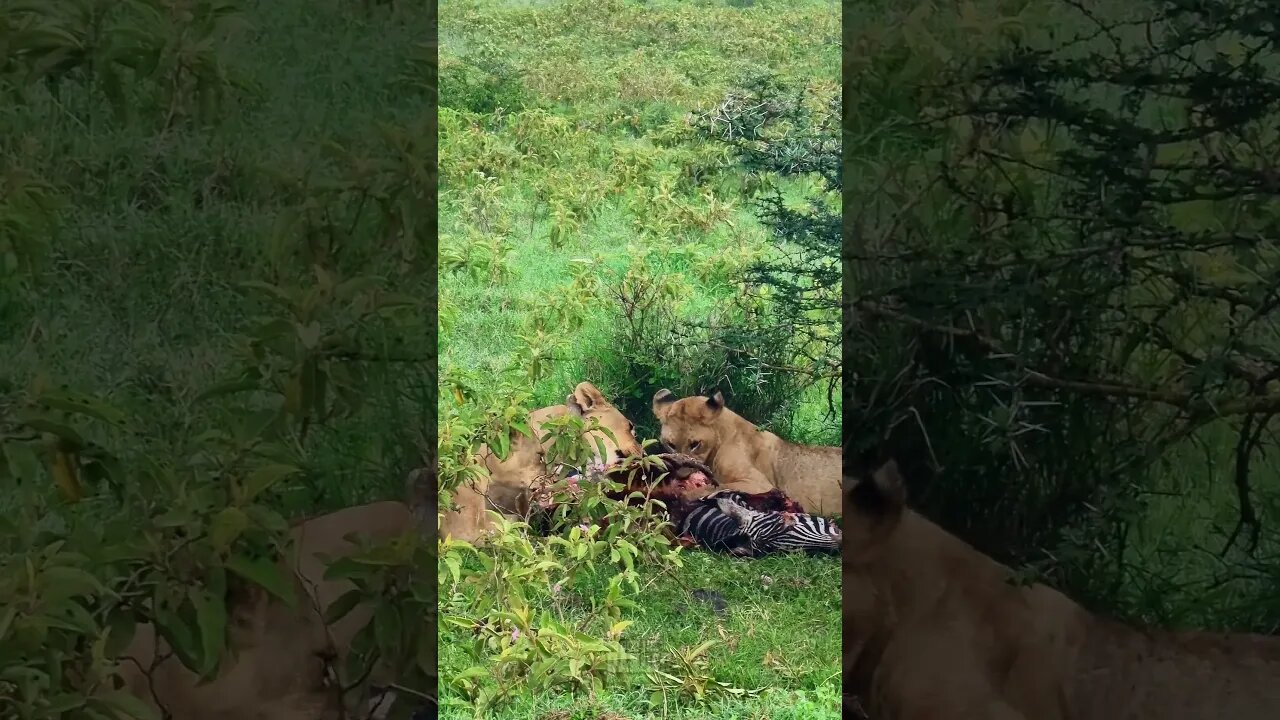 Lions Make A Meal Of A Zebra #Wildlife | #ShortsAfrica