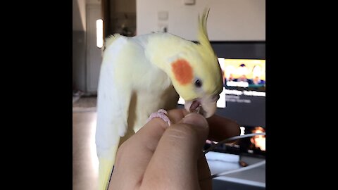 Angry Little Cute Cockatiel