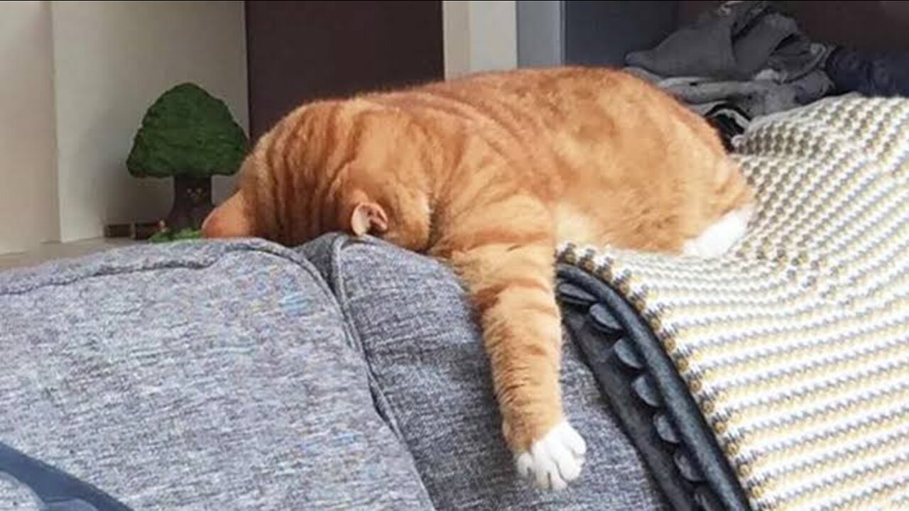 Try Not To Laugh | Funniest Cat Videos In The World | Funny Animal Videos #127
