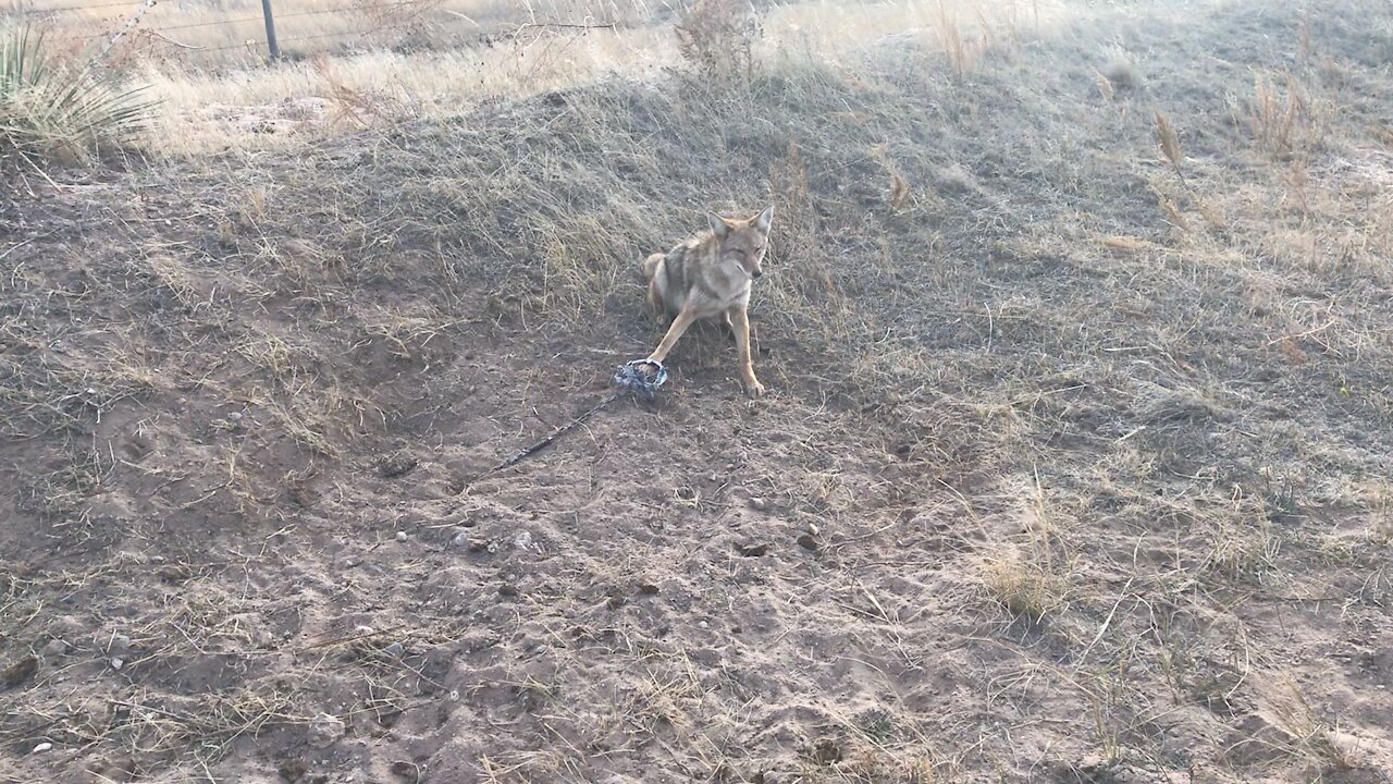 Beautiful Nebraska coyote