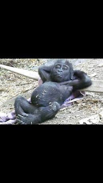 Funny and adorable monkey videos