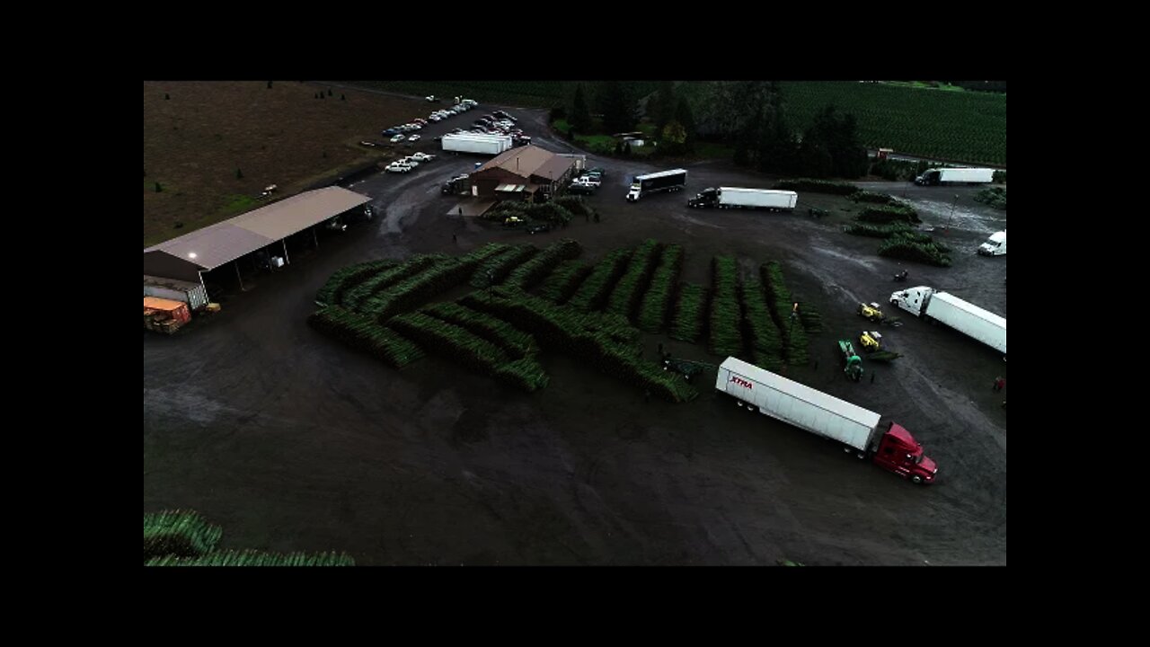 Christmas tree loading yard Oregon