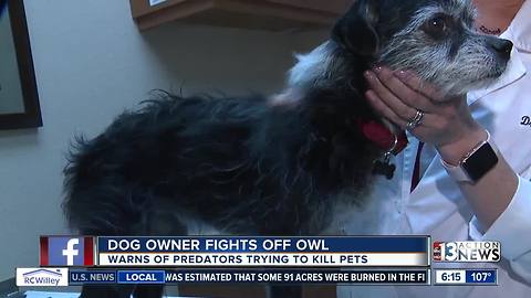 Veterinarian warns pet owners of possible attacks by birds of prey