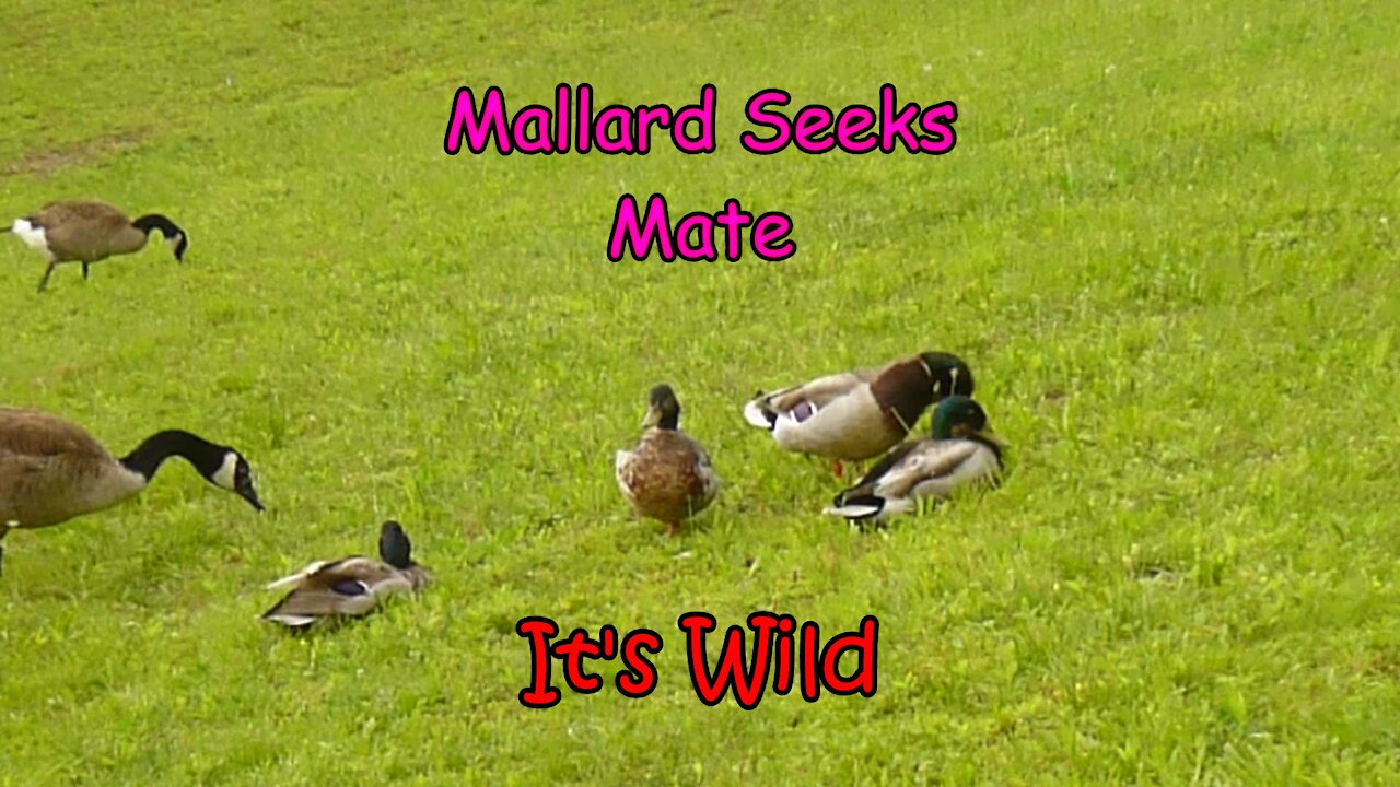 Mallard Seeks Mate – It’s Wild