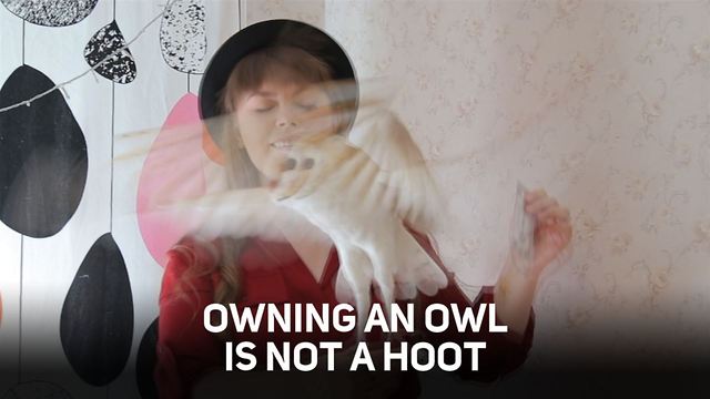 Always wanted a Harry Potter owl? Here's the reality