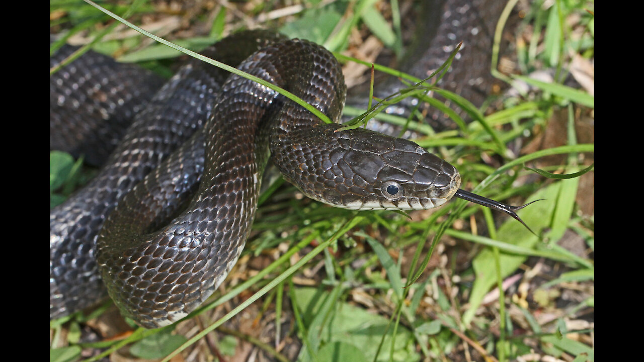 Pantherophis obsoletus