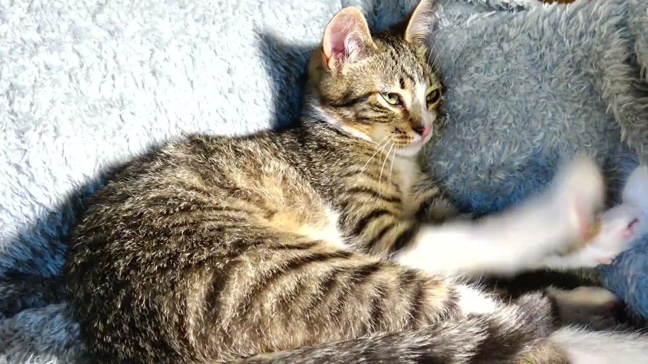 Well Behaved Small Cat Sleeps in a Corner