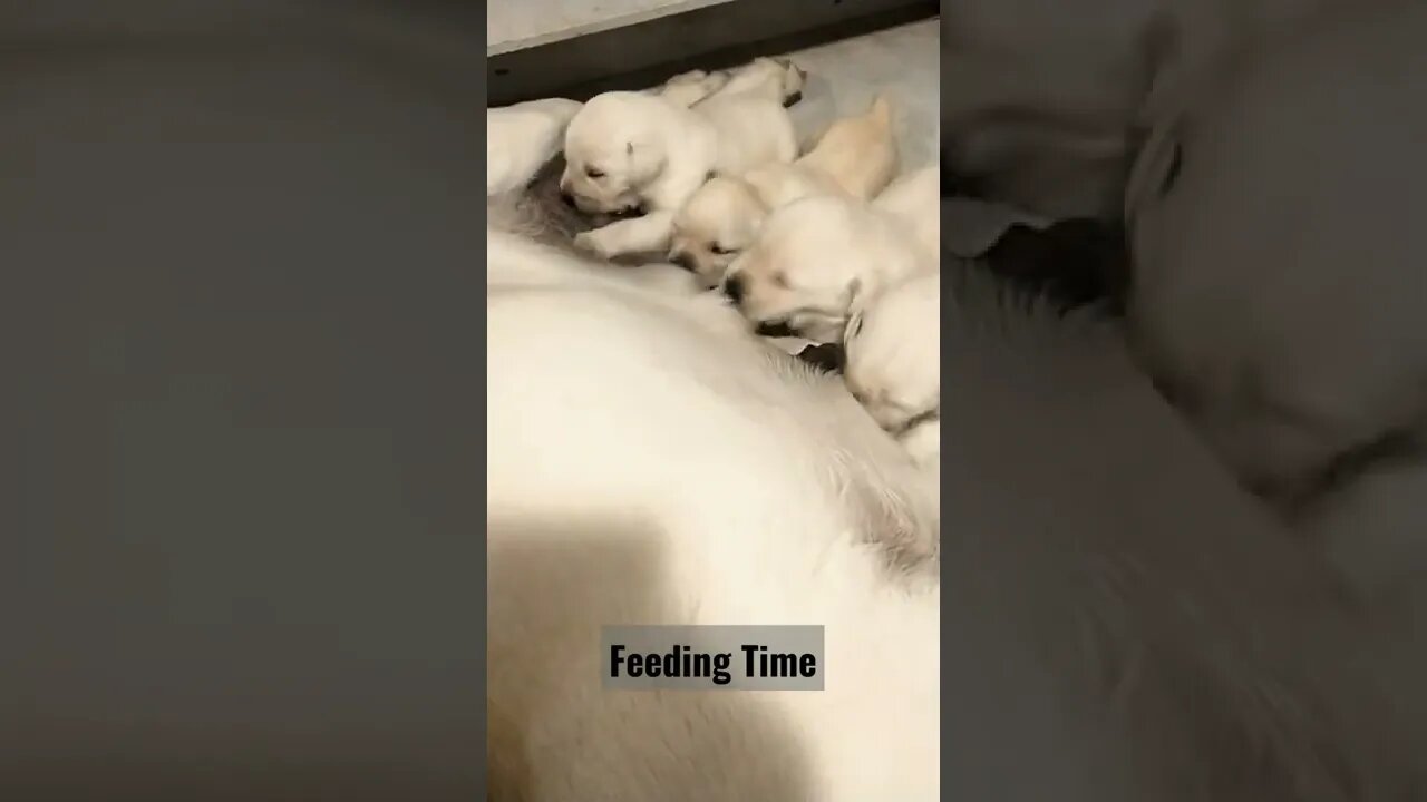 Feeding Time