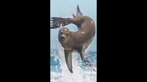 Check out this Sea lion resting and sun bathing. They are very large when viewed close up.