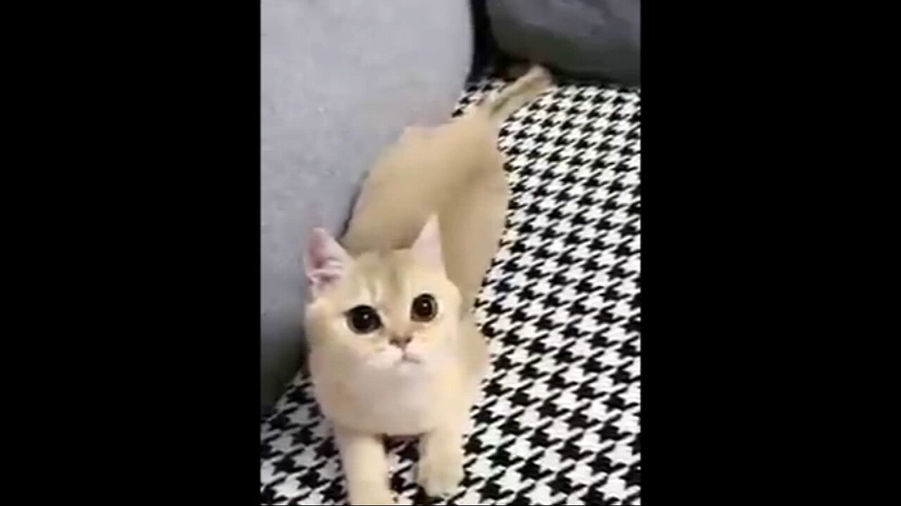 cute cats 😻😻😻