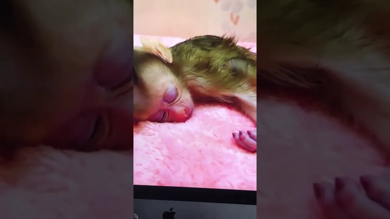 bebe mono encantador