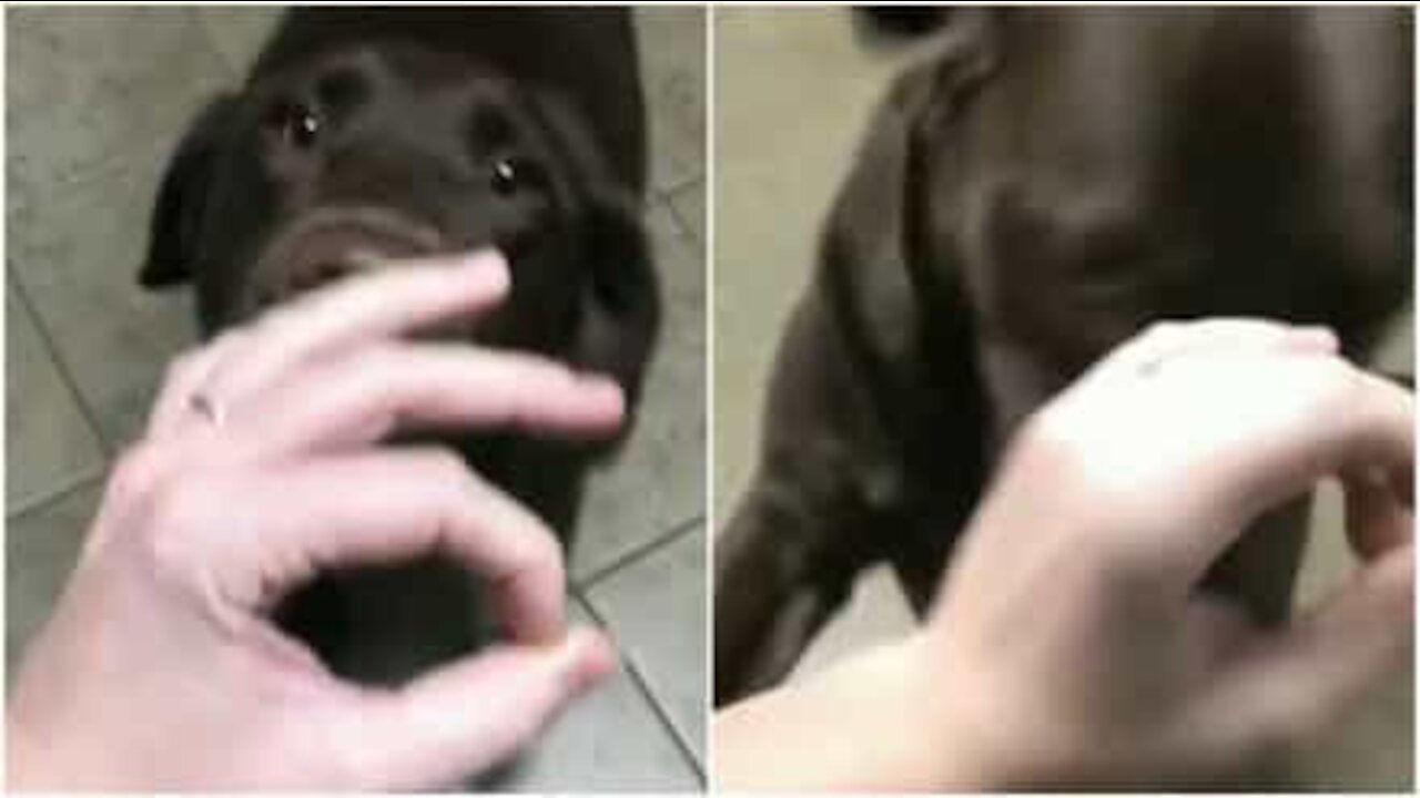 Snoot Challenge: questo cane è totalmente negato