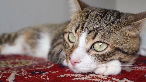 This Cat Has Big Shiny Eyes